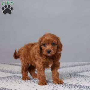 Tootsie, Cavapoo Puppy